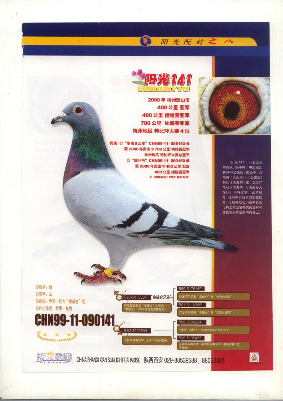 西安阳光家园 - 中信网铭鸽展厅 www.ag188.com