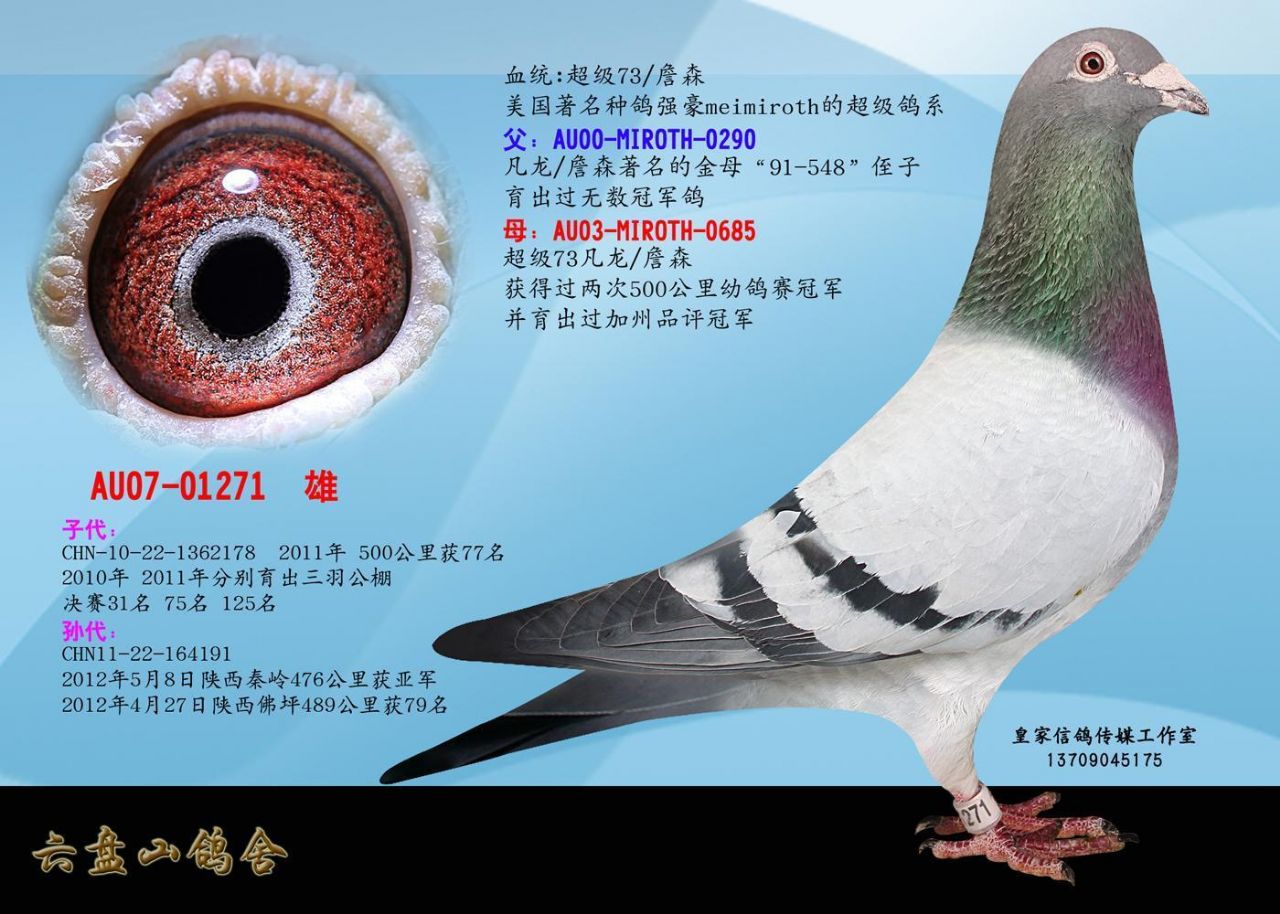 64k      图片说明:超级73/詹森 灰 砂眼 美国著名种鸽强豪melroth的