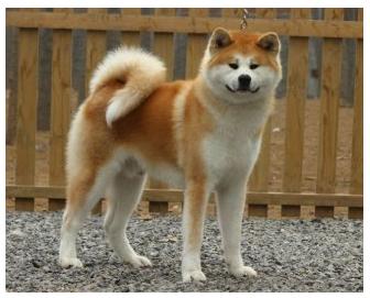 日本的名犬"秋田犬"