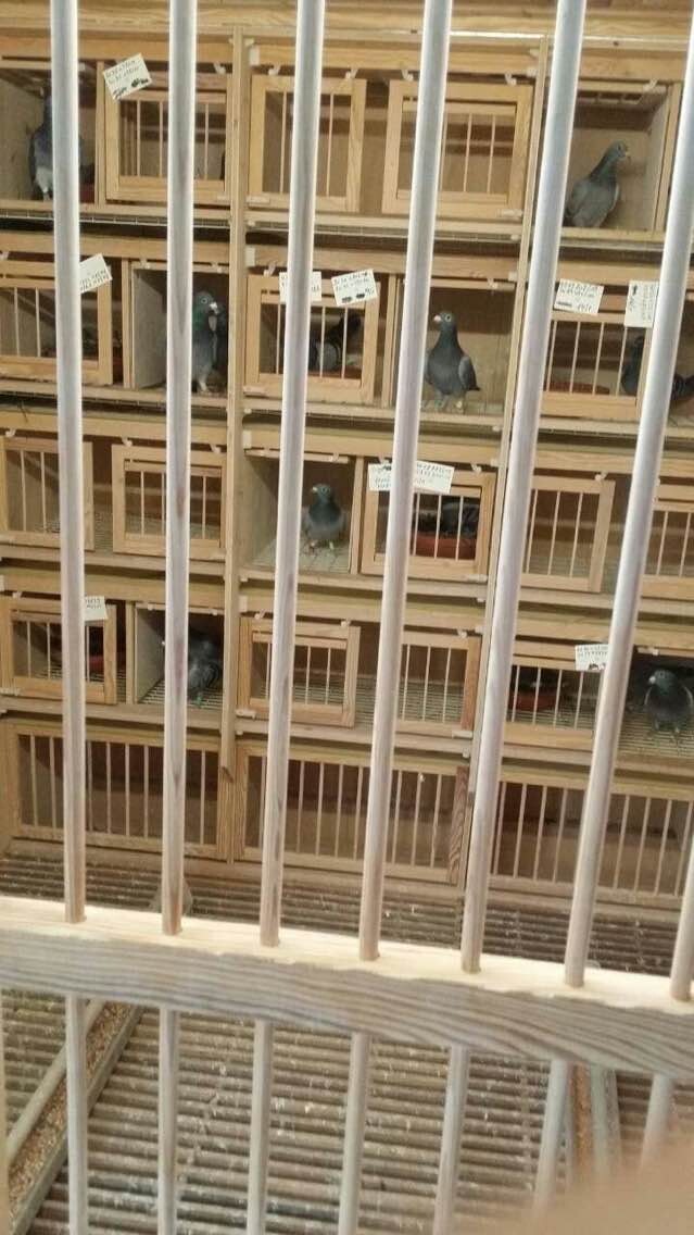 欧洲交流鸽舍展示