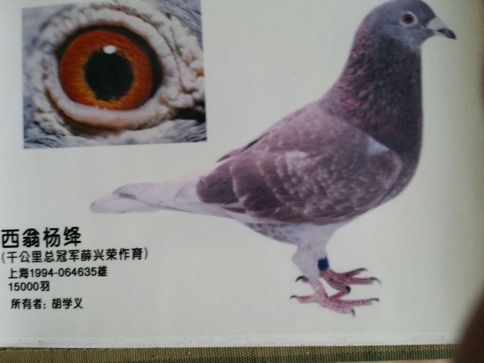 上海市1000公里总冠军