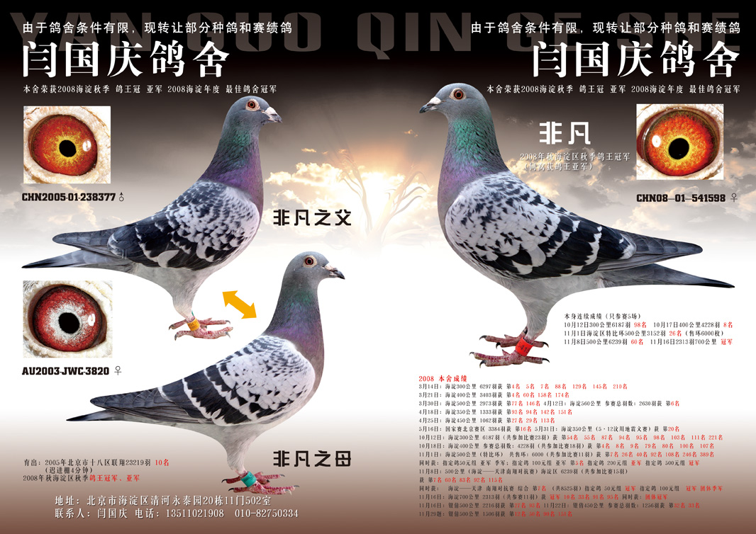 最强主力种鸽541598