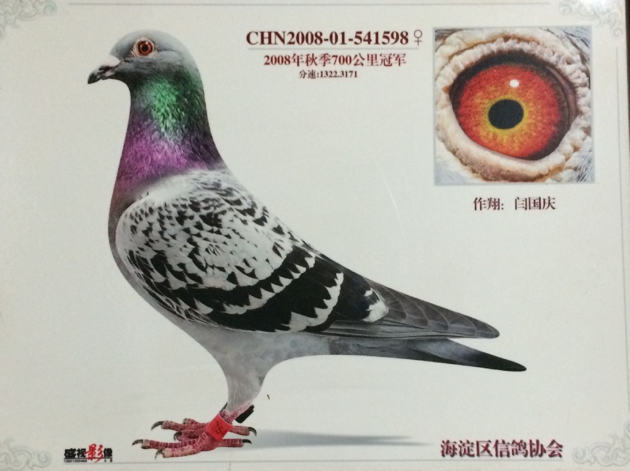 北京闫国庆鸽舍 - 中信网铭鸽展厅 www.ag188.com