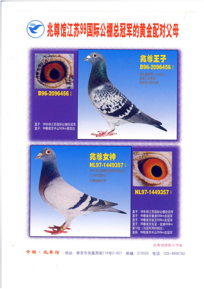 中国兆尊馆 - 中信网铭鸽展厅 www.ag188.com