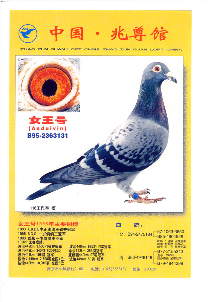 中国兆尊馆 - 中信网铭鸽展厅 www.ag188.com