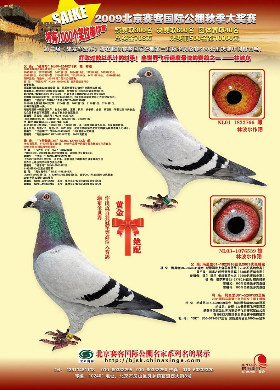 北京赛客鸽业 - 中信网铭鸽展厅 www.ag188.com