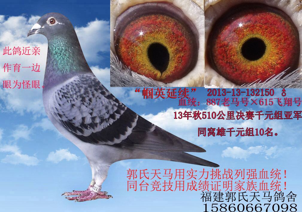 福建郭氏天马鸽舍