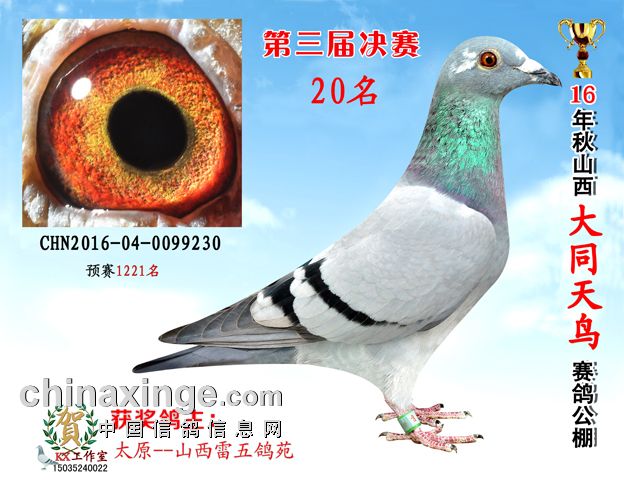 山西雷五铭鸽苑 - 中信网铭鸽展厅 www.ag188.com