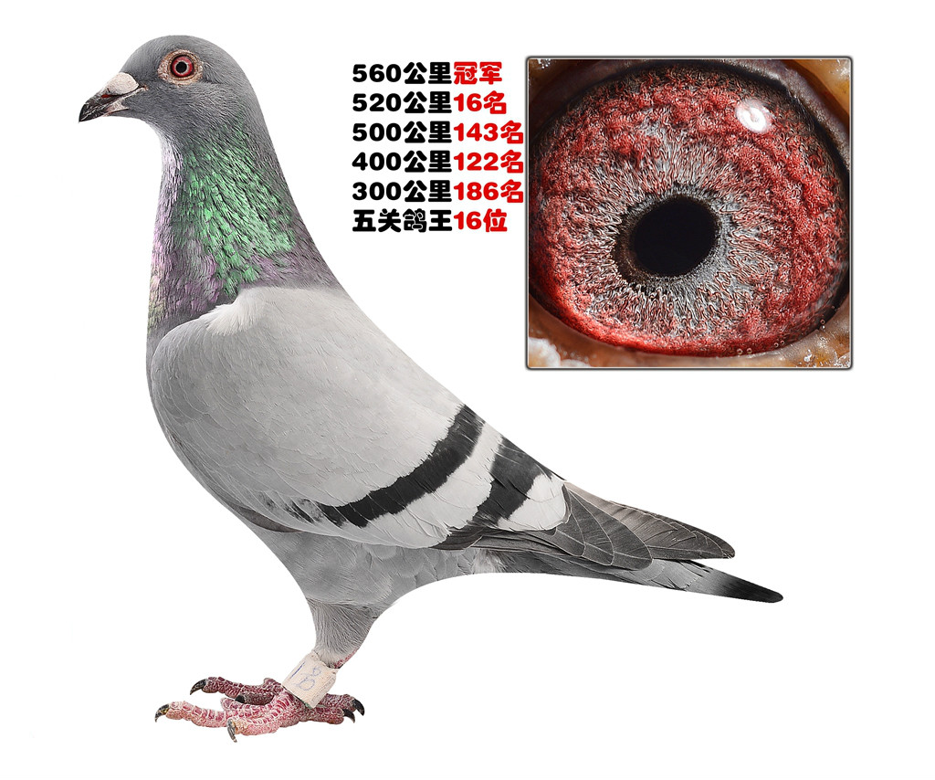 信鸽电视剧 2017110918361043887.jpg