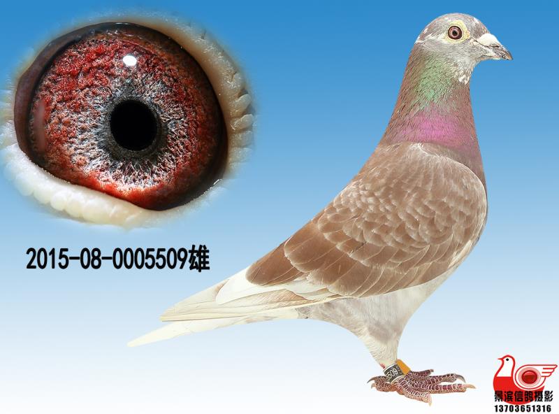 【红宝石】极品种雄
