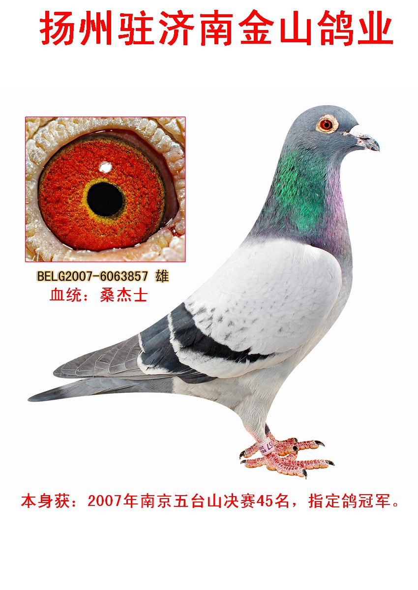 桑杰士x胡本"年轻完美号" 保证金级 拍卖