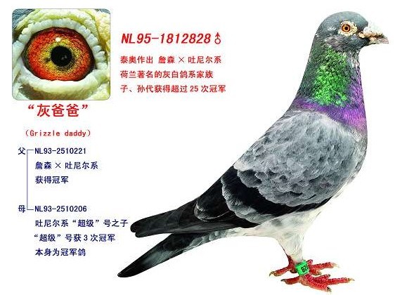 "灰爸爸"直系2360 保证金级 拍卖