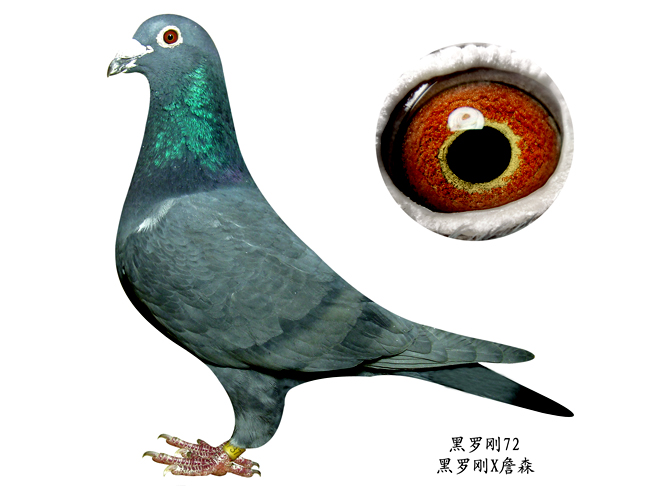 信鸽在线拍卖平台 - 中国信鸽信息网