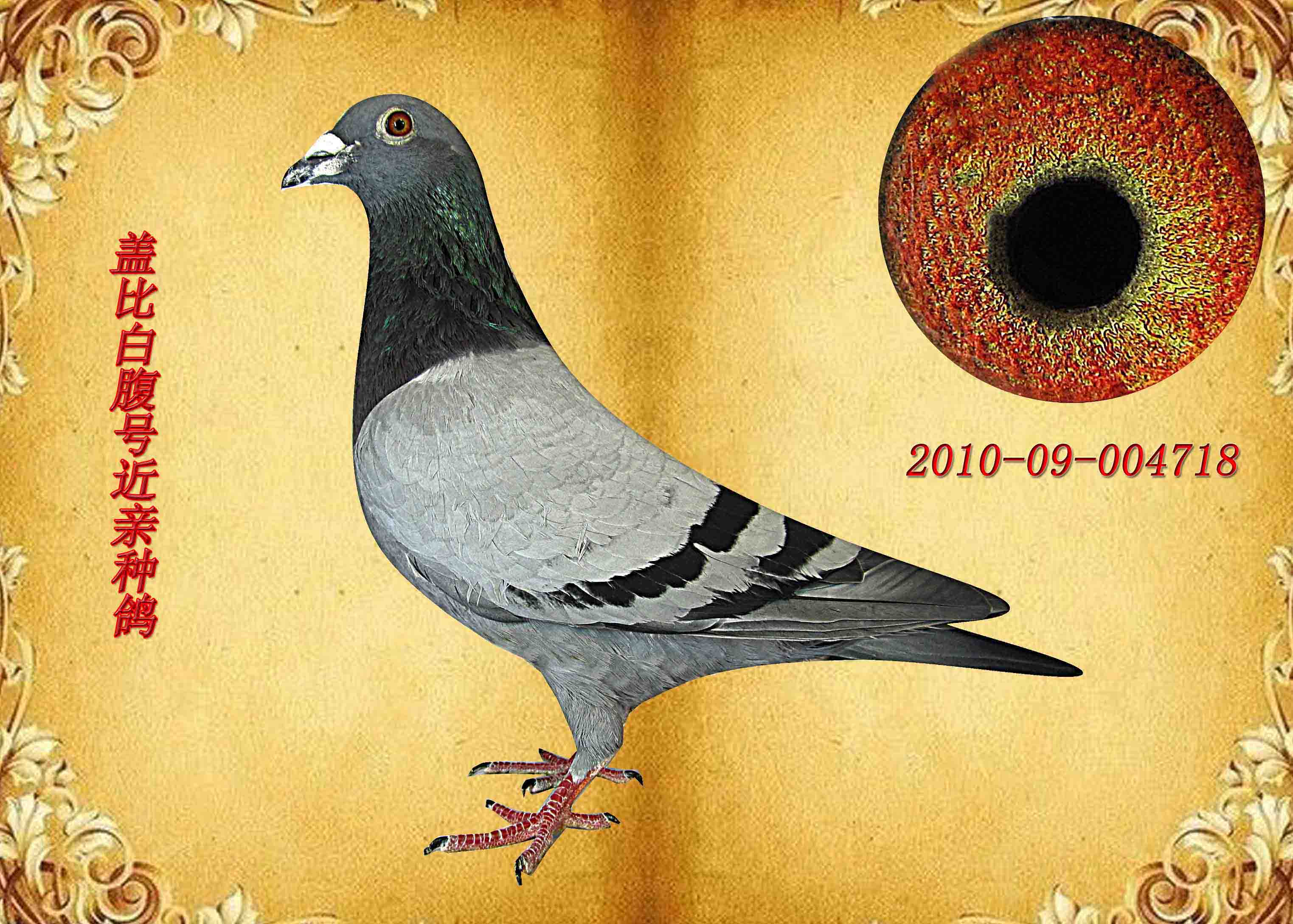 上海东星种鸽盖比白腹直系种鸽 保证金级 拍卖