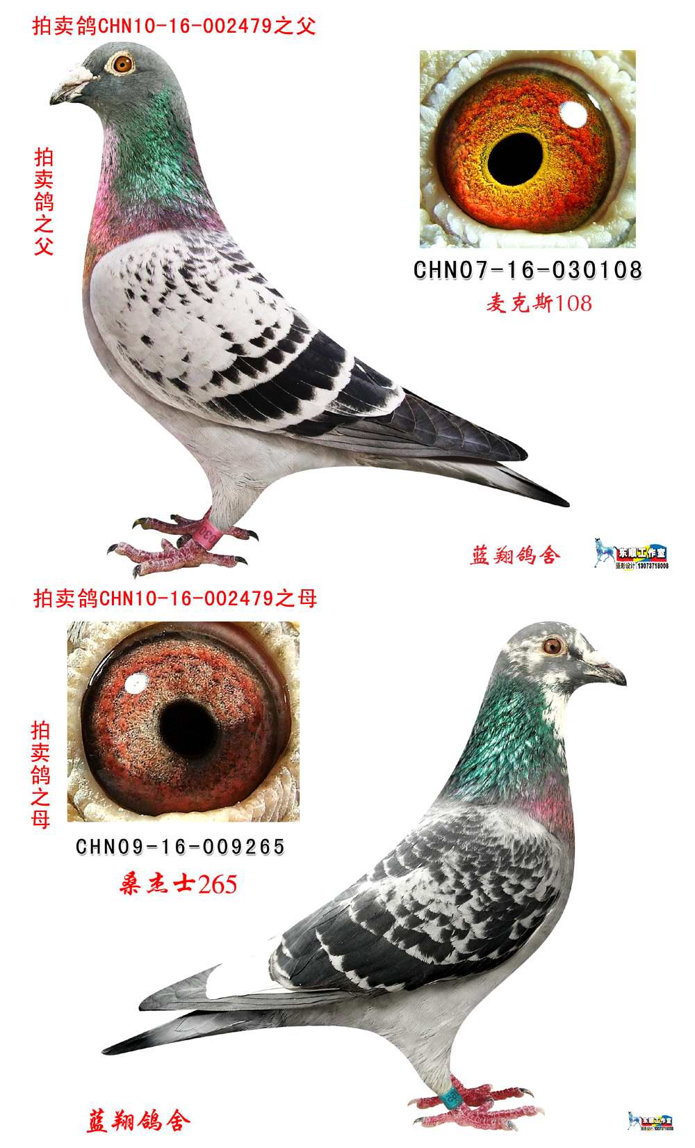 詹森×桑杰士 保证金级 拍卖
