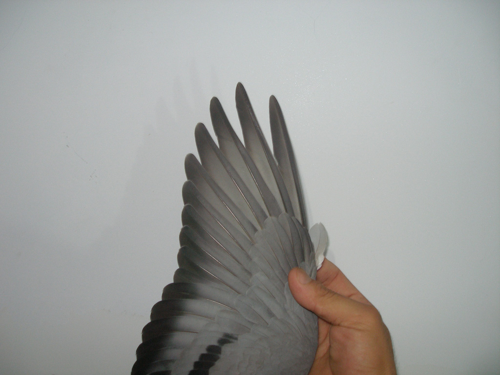 喜娟胡本系鸽业 - 中信网铭鸽展厅 www.ag188.com