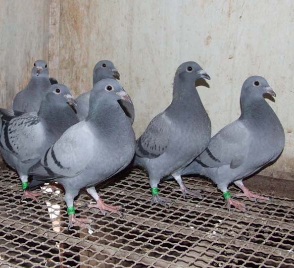 信鸽在线拍卖平台 - 中国信鸽信息网