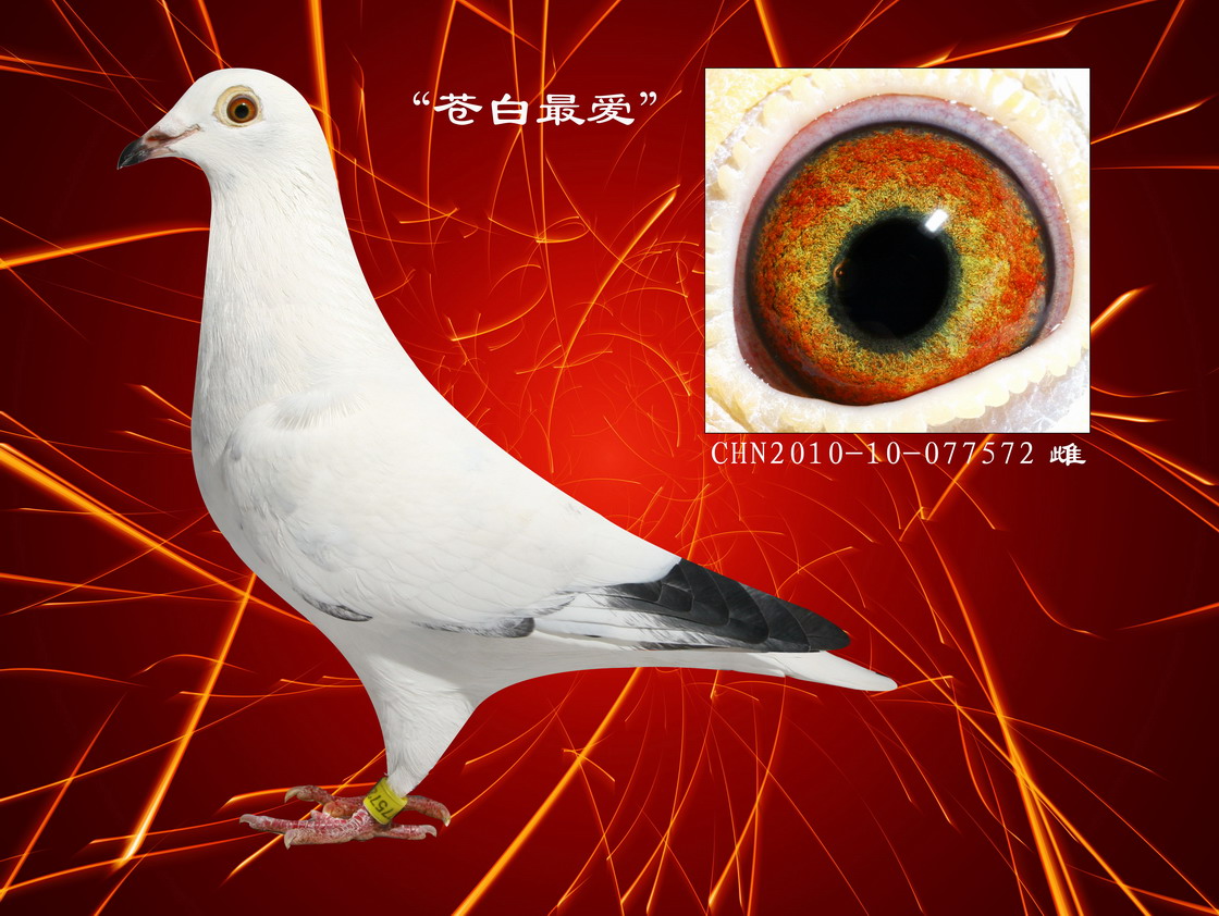 旷世大铭鸽"苍白骑士"曾孙回血 保证金级 拍卖
