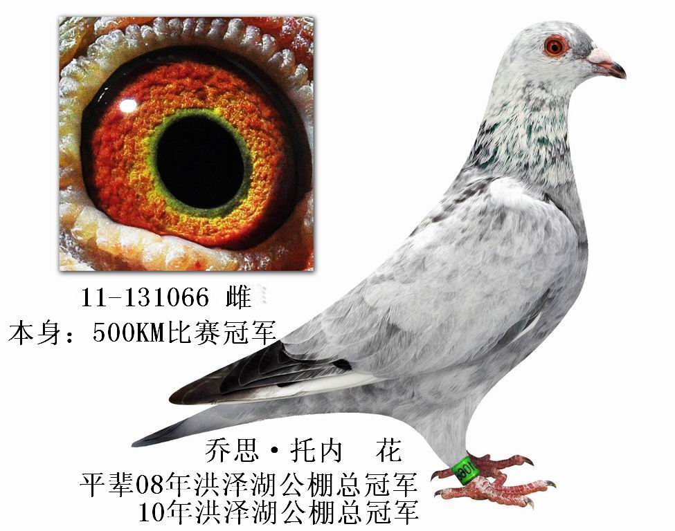 500km冠军,乔思·托内 花 131066 保证金级 拍卖