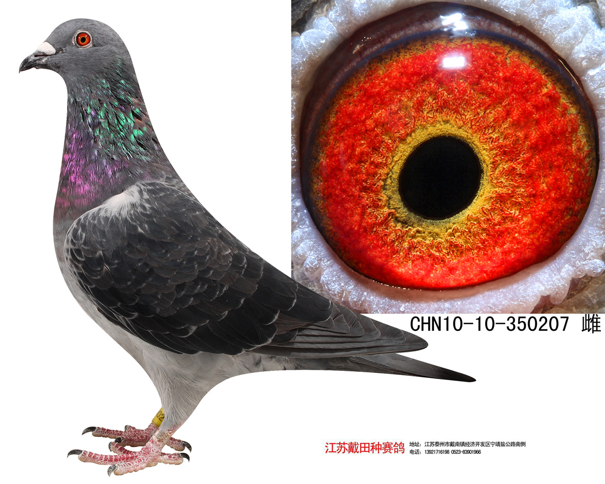 钻石飞鹰 保证金级 拍卖