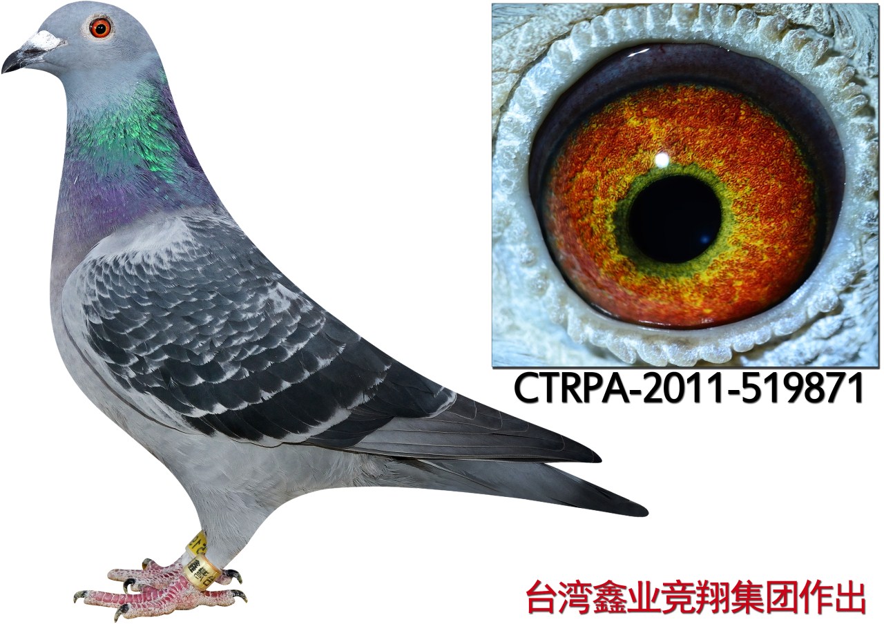 台湾鑫业集团在线拍鸽