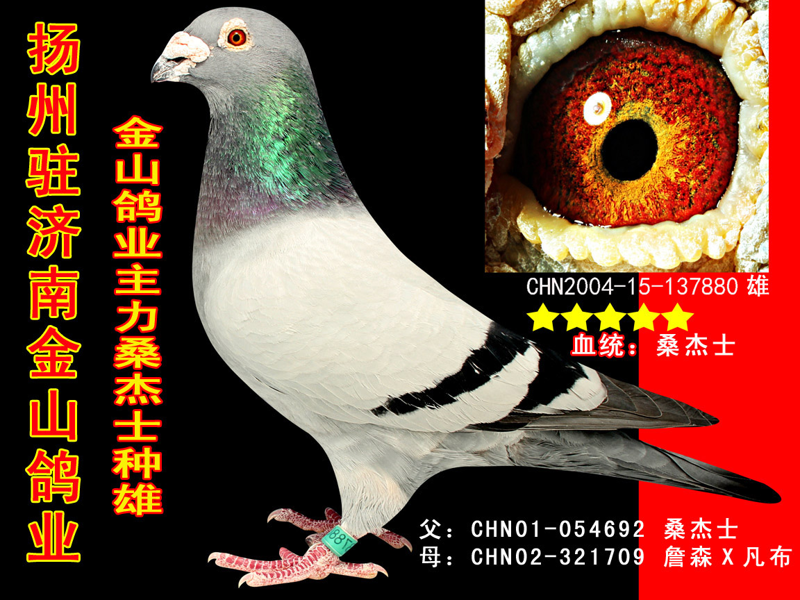 金山主力种鸽桑杰士直女 保证金级 拍卖