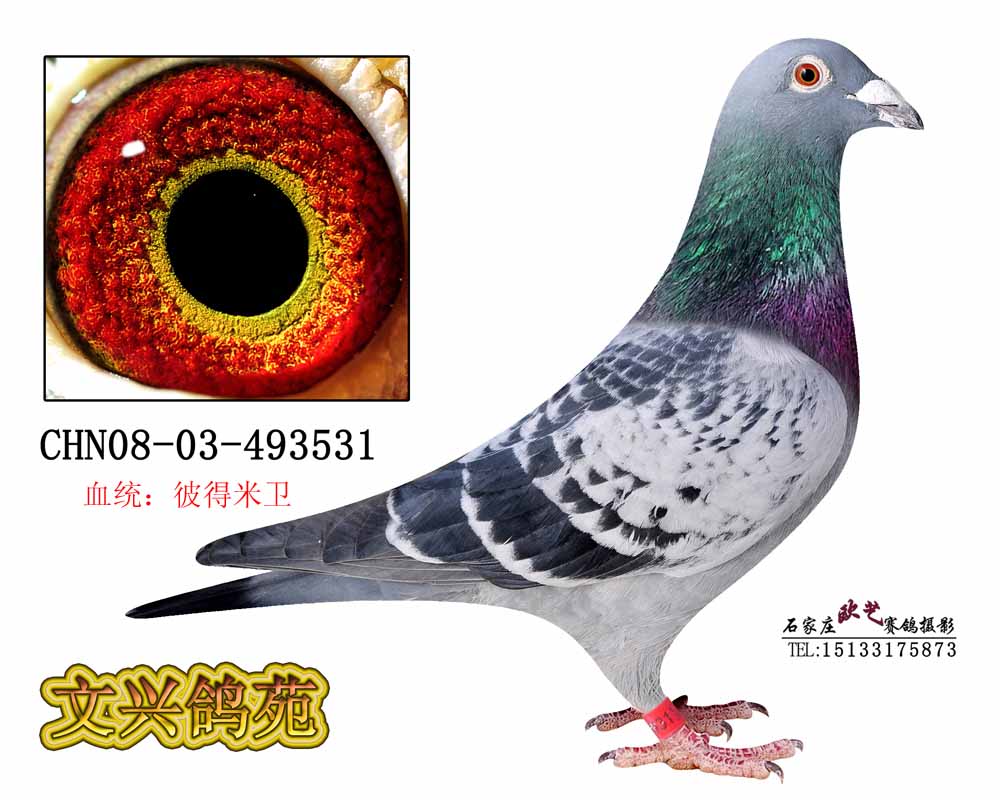 文兴鸽苑