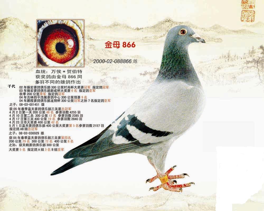 信鸽在线拍卖平台 - 中国信鸽信息网