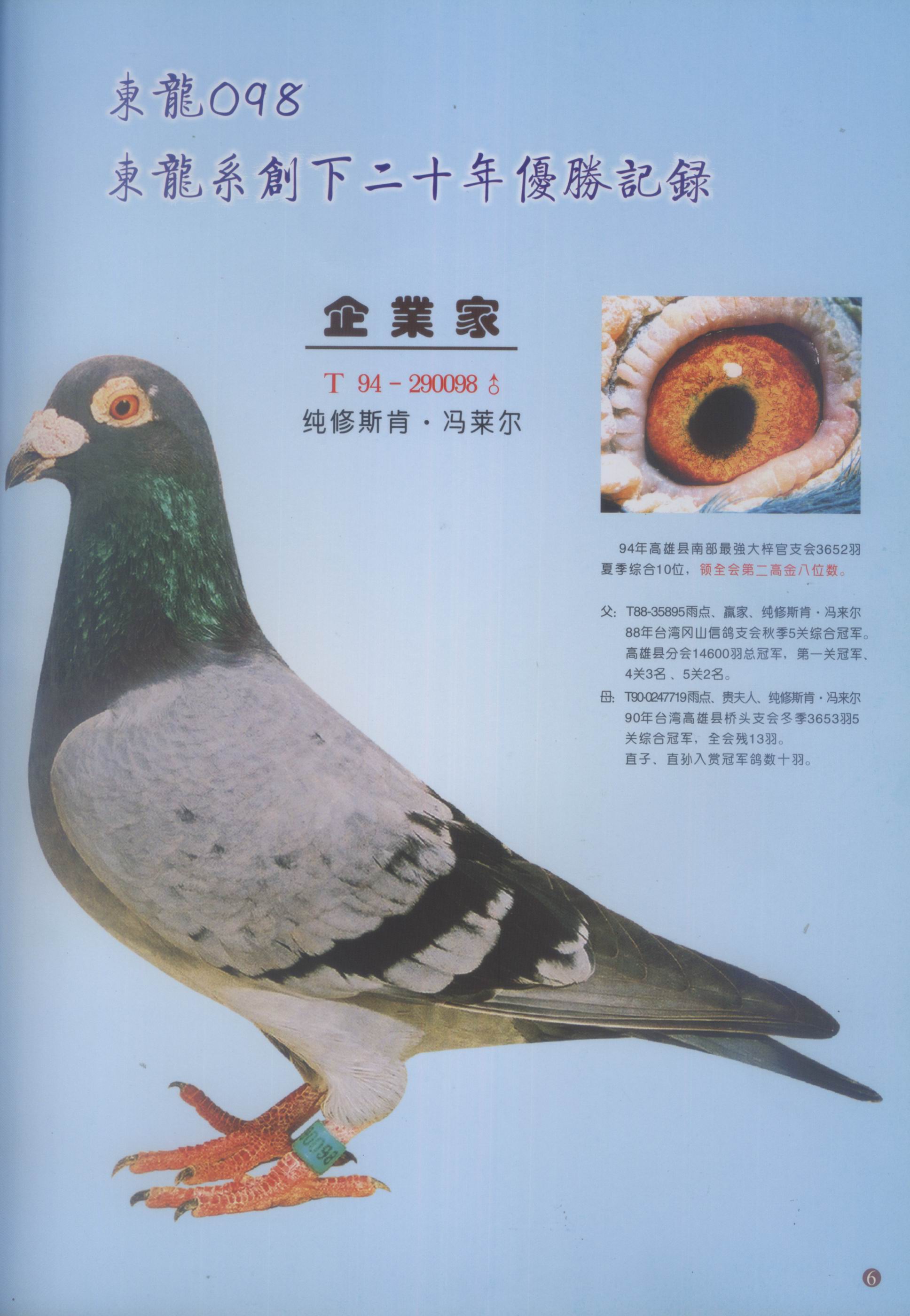 台湾郑东龙修斯肯赛鸽图片