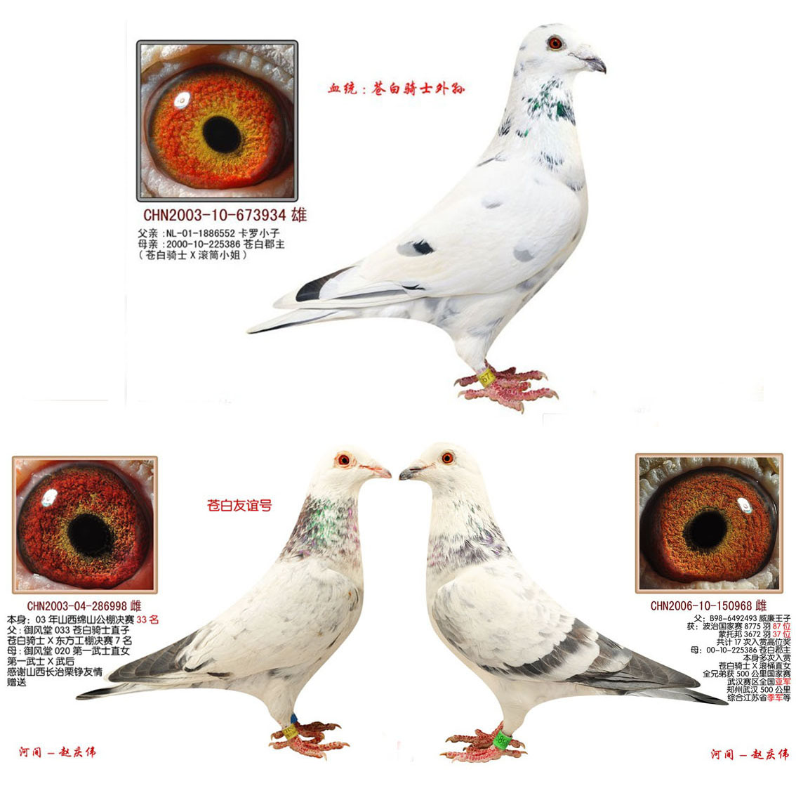 苍白骑士孙x苍白骑士孙女【雌】 保证金级 拍卖