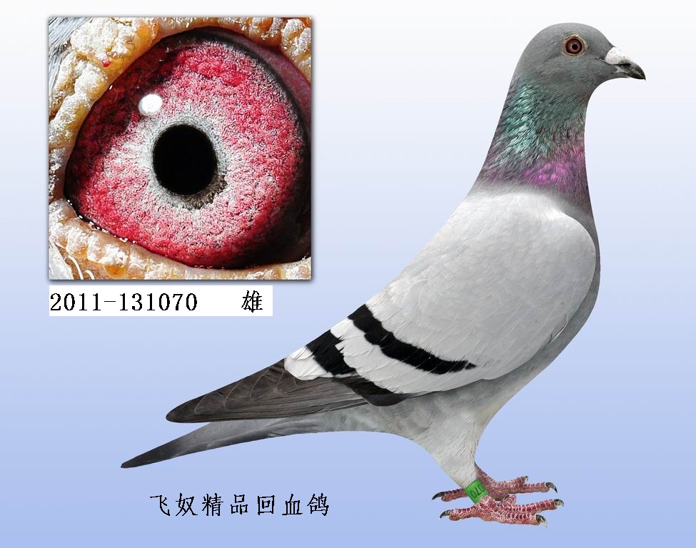 11.飞奴精品回血鸽 131070 保证金级 拍卖