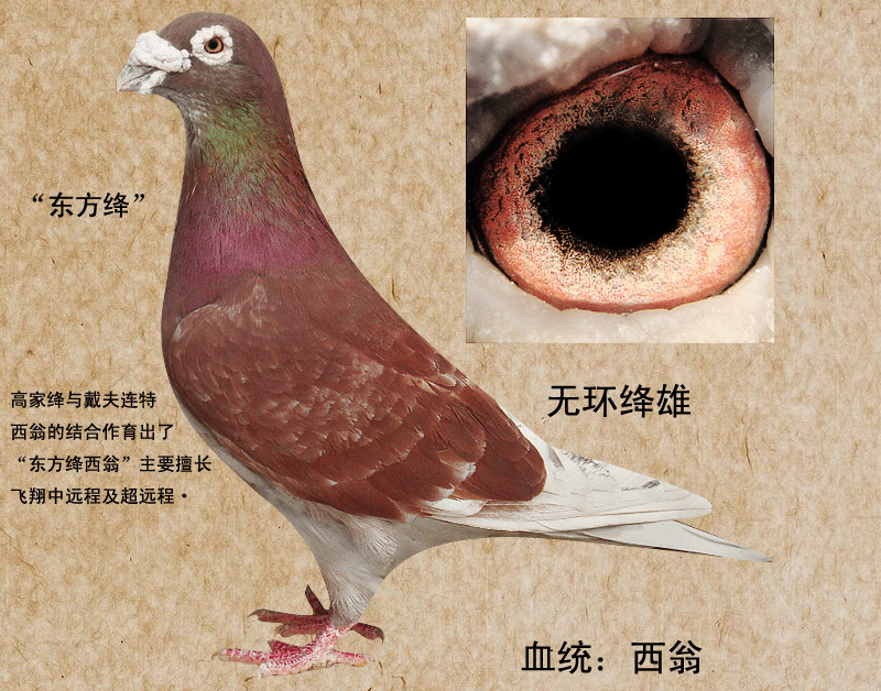 中国阿翁鸽系图片