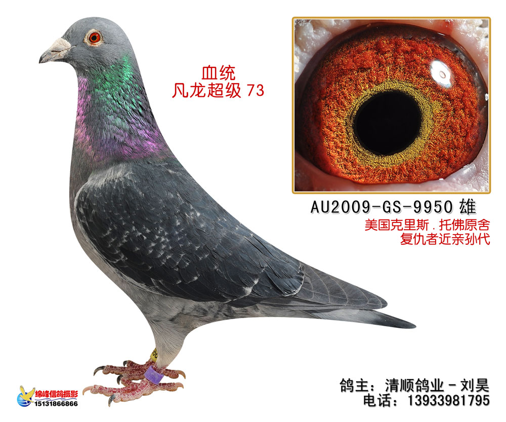 凡龙超级73-577737 保证金级 拍卖