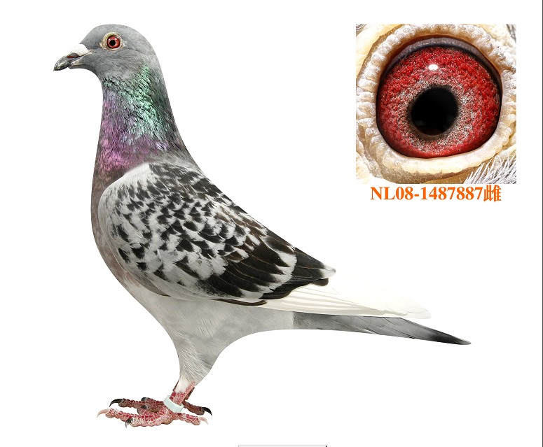 >> 查看拍卖商品