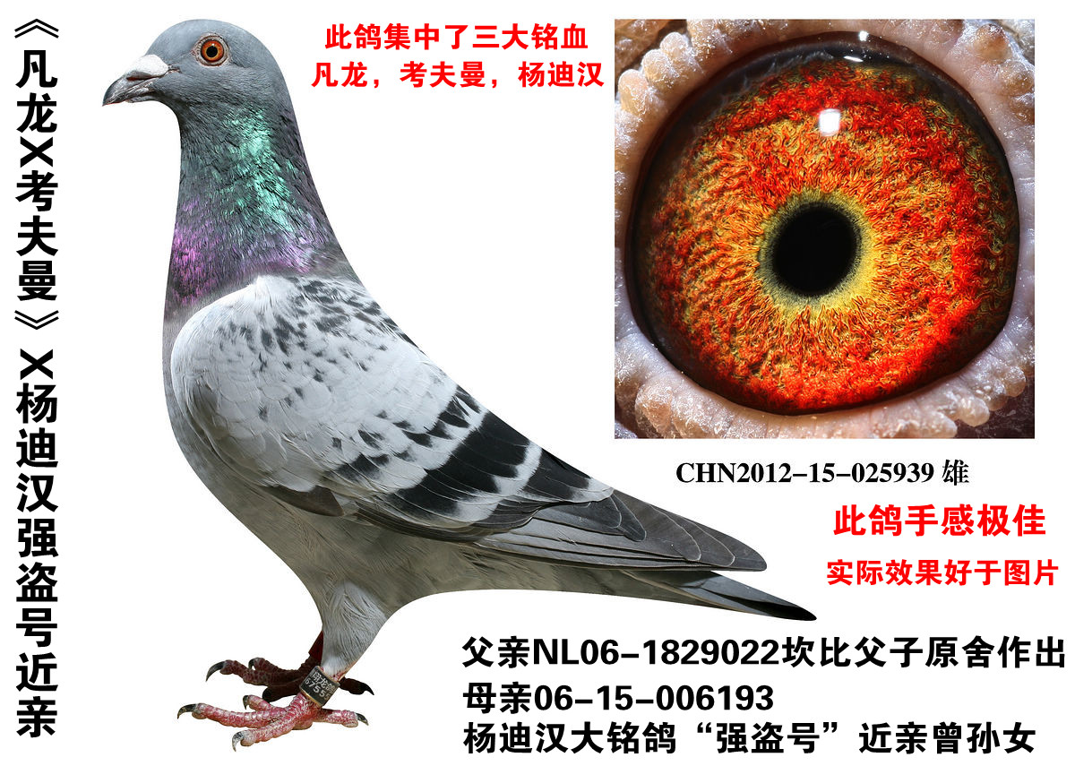 信鸽在线拍卖平台 - 中国信鸽信息网
