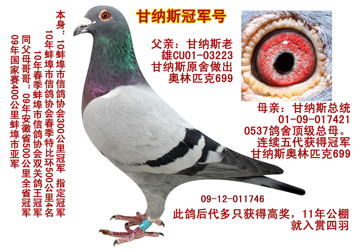 首 页  铭 鸽  新鸽上架  推荐铭鸽  定价鸽  信鸽拍卖 黄金配对