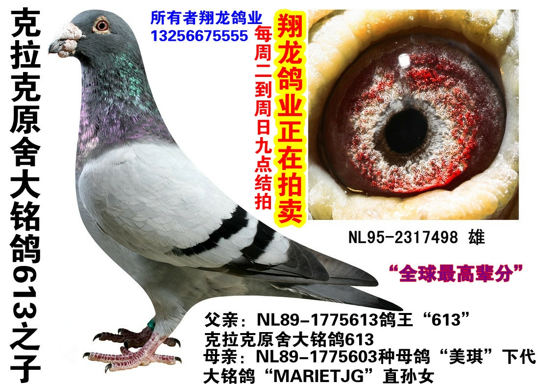 克拉克大铭鸽613近亲 保证金级 拍卖
