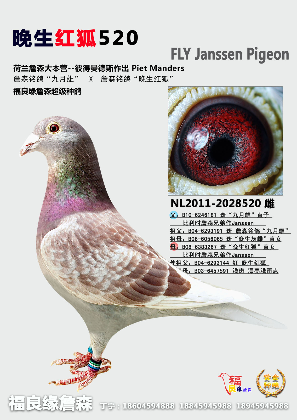 詹森晚生红狐-2012经典之作 保证金级 拍卖