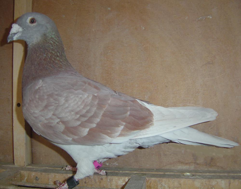 信鸽在线拍卖平台 - 中国信鸽信息网