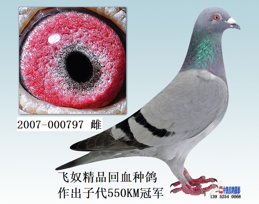 1,飞奴精品回血种鸽 000797 保证金级 拍卖