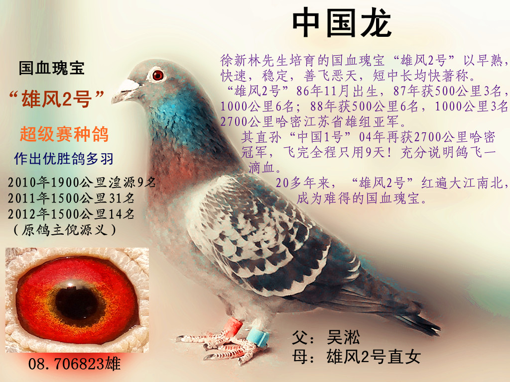 信鸽在线拍卖平台 - 中国信鸽信息网