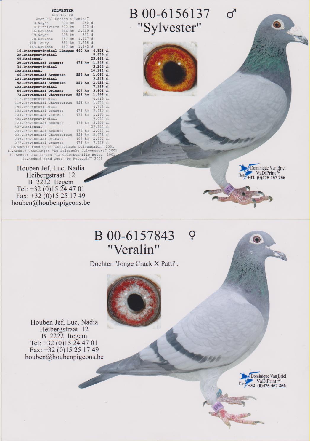 胡本年轻艺术家多重近亲回血鸽 保证金级 拍卖