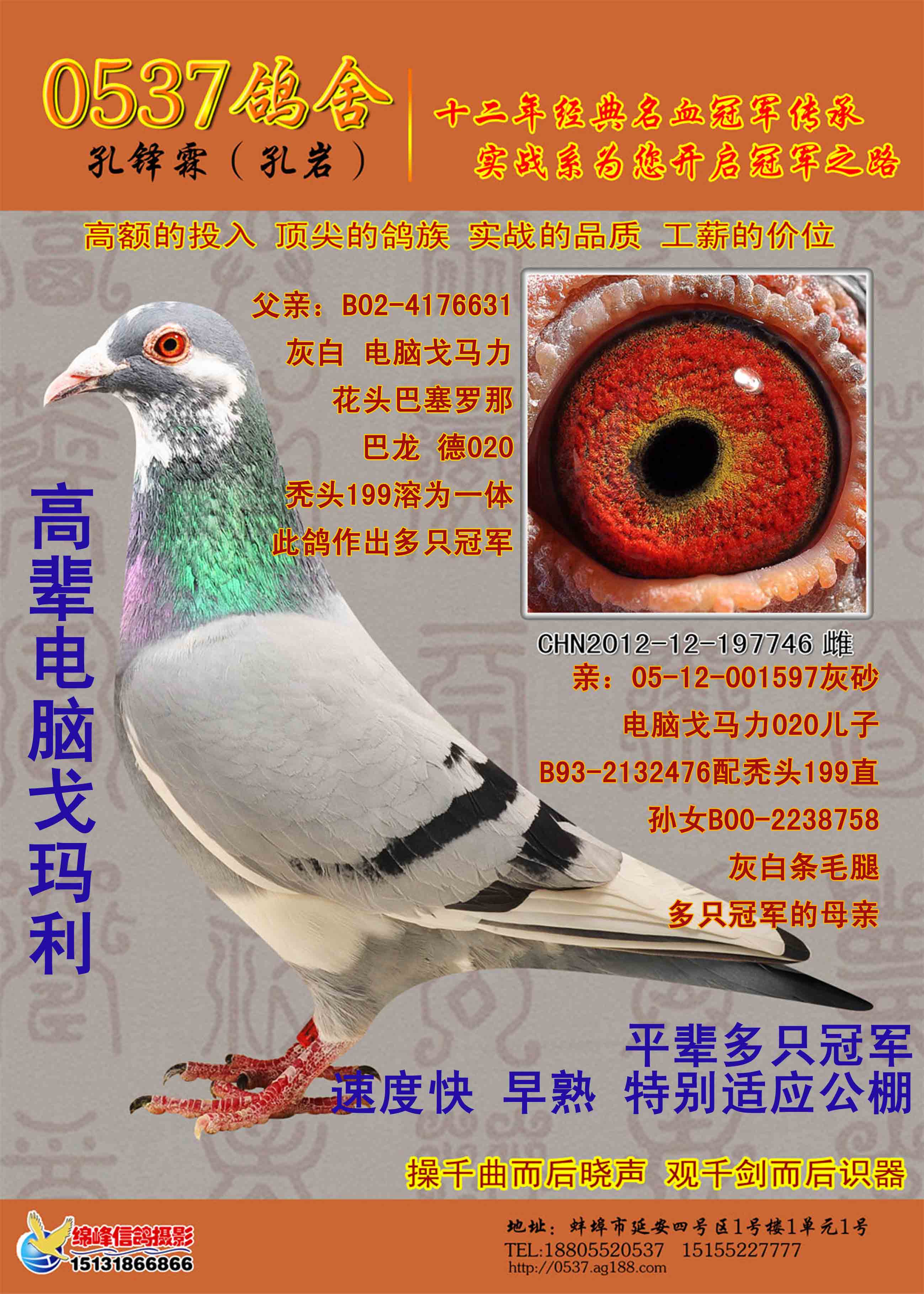 信鸽在线拍卖平台 - 中国信鸽信息网