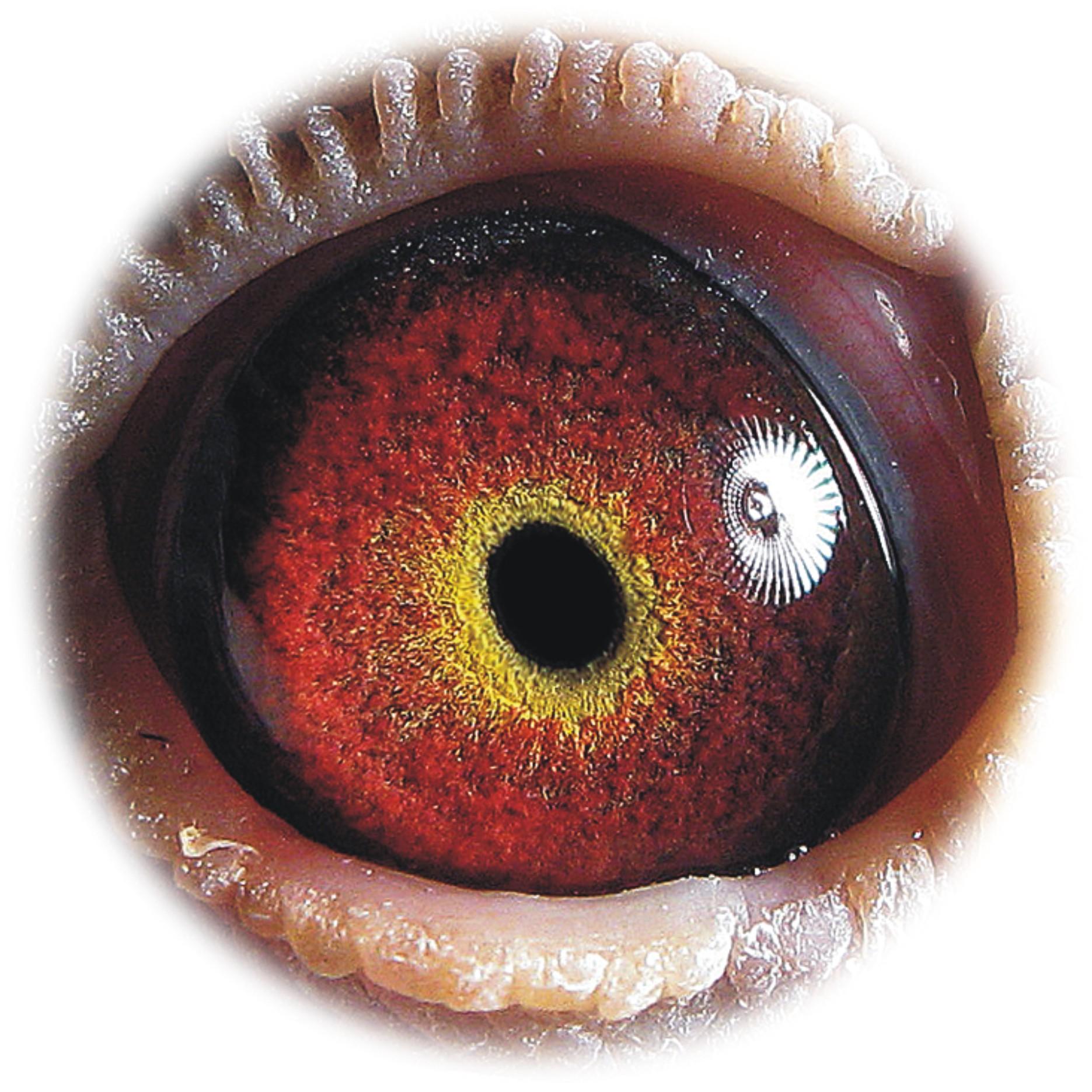 贝克-杨阿腾-10 保证金级 拍卖