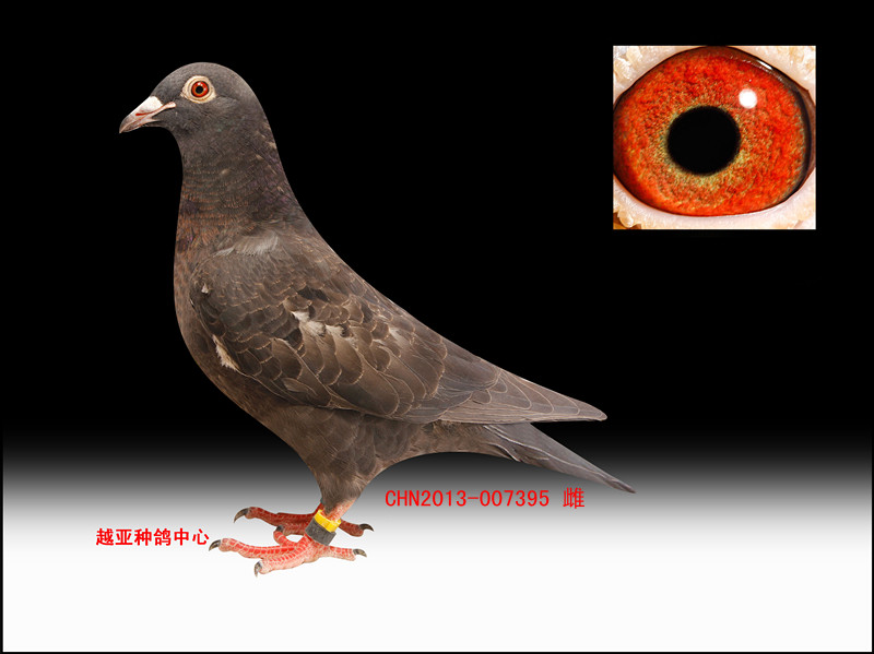 信鸽在线拍卖平台 - 中国信鸽信息网