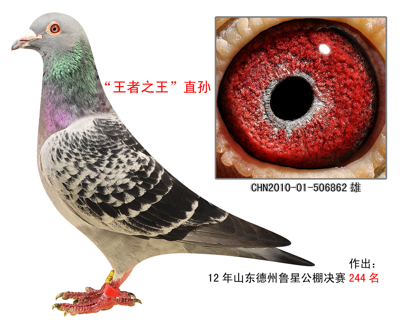 信鸽拍卖首页 拍卖专题 >> 查看拍卖商品