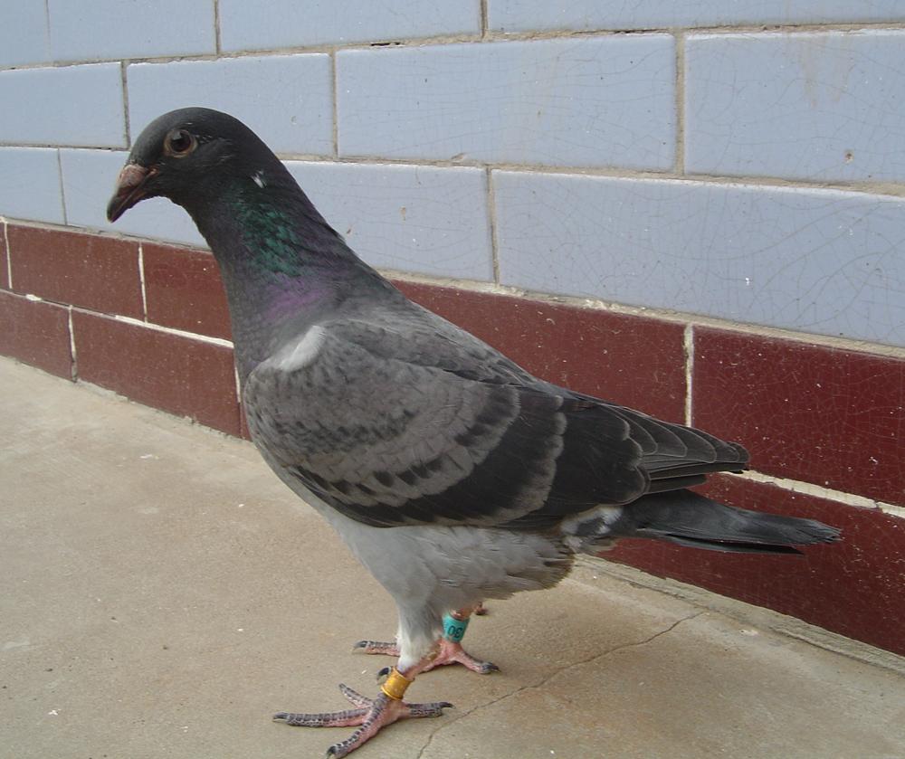 >> 查看拍卖商品