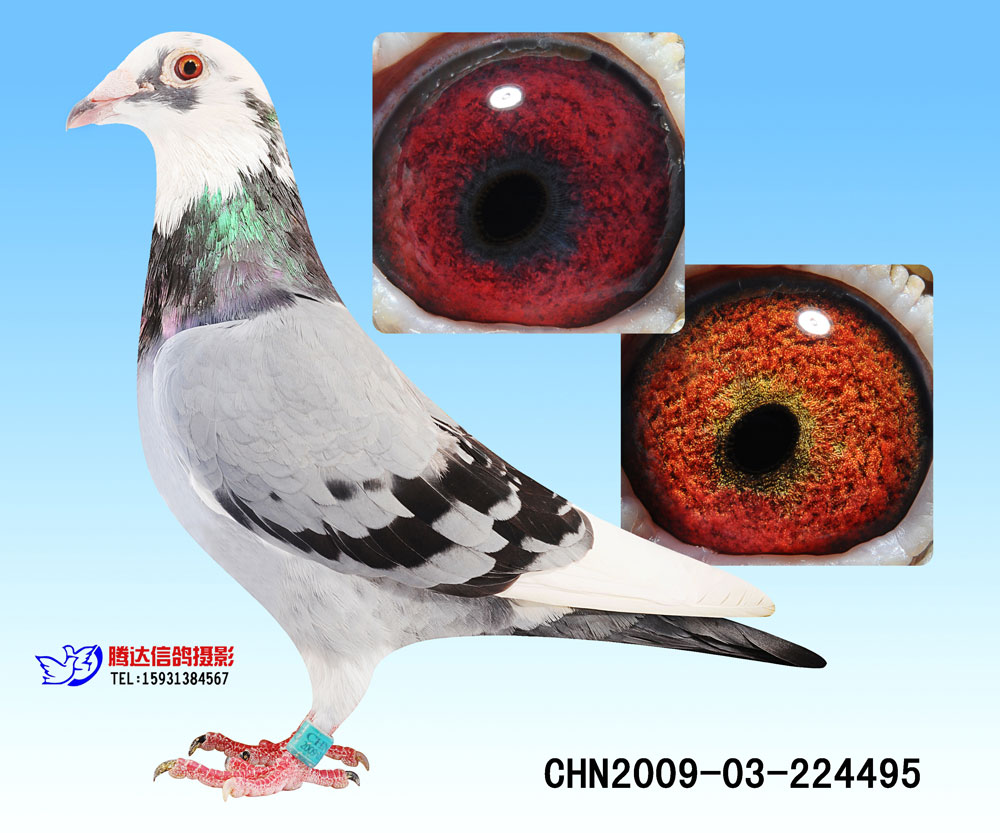 【桑杰士】种雄 保证金级 拍卖