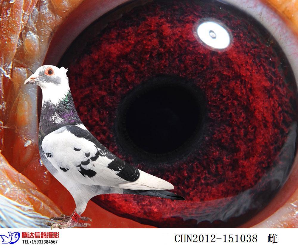 【鸟冠杨阿腾】超级种雌 保证金级 拍卖