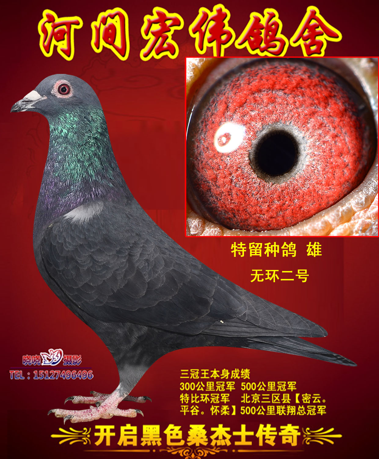 黑色桑杰士【无环2号】 保证金级 拍卖